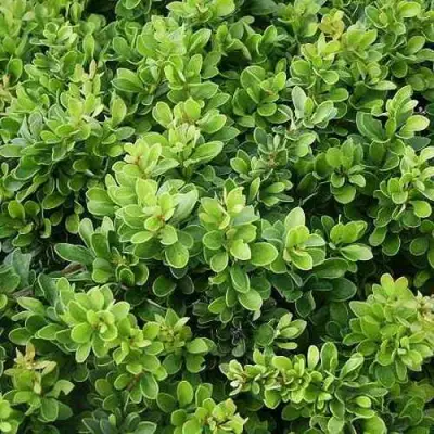 Барбарис КОБОЛЬД тунберга в Мозыре