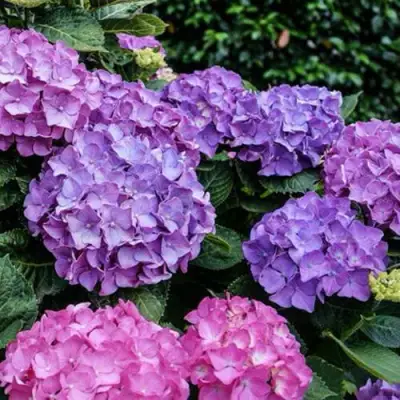 Гортензия ГАМБУРГ крупнолистная в Мозыре