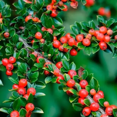 Кизильник горизонтальный в Мозыре