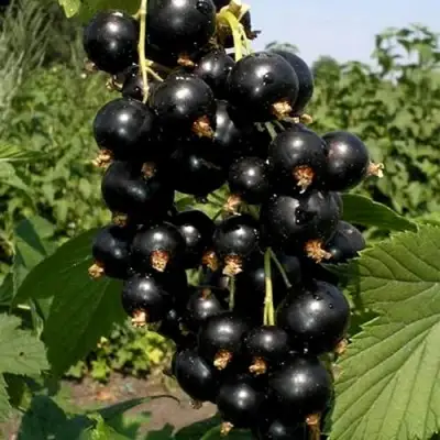 Смородина чёрная ВИНОГРАДНАЯ в Мозыре