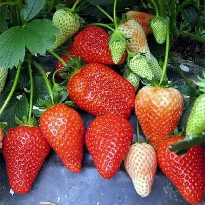 Клубника РОКСАНА в Мозыре