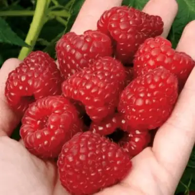 Малина РУБИФОЛ в Мозыре