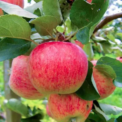 Яблоня ПИРОС в Мозыре