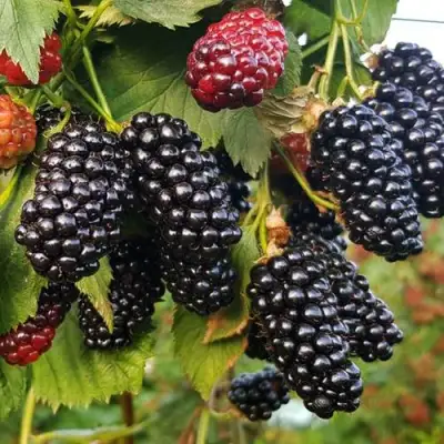 Ежевика НАТЧЕЗ бесшипная  в Мозыре