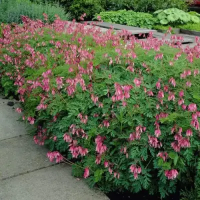 Дицентра изящная в Мозыре