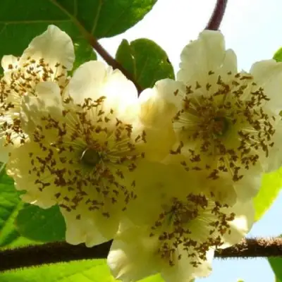 Актинидия АТЛАС (МУЖСКОЙ) киви в Мозыре