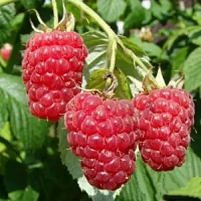 Малиновое дерево ТАРУСА в Мозыре