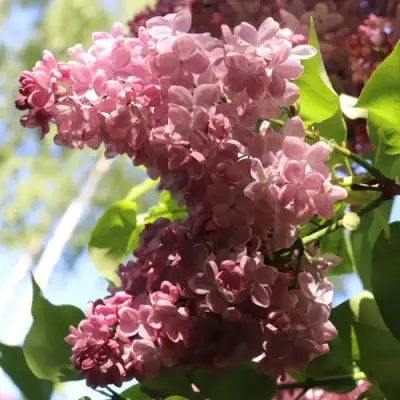 Сирень МЕДОВЫЙ СПАС в Мозыре