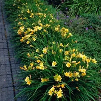 Лилейник СТЕЛЛА ДЕ ОРО гибридный в Мозыре