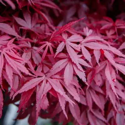 Клен дланевидный АТРОПУРПУРЕУМ в Мозыре