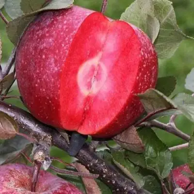 Яблоня РЕД КЕТТИ в Мозыре