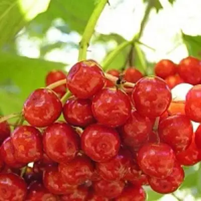 Калина КИЕВСКАЯ САДОВАЯ в Мозыре