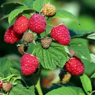 Малиновое дерево СКАЗКА в Мозыре