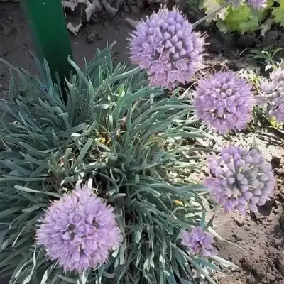 Лук СПИРАЛИС горный в Мозыре