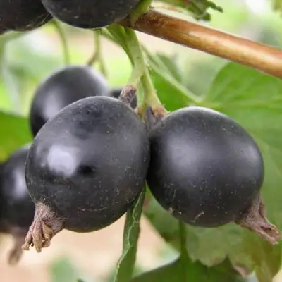 ЙОШТА в Мозыре