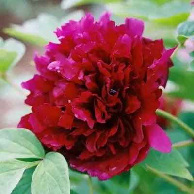 Пион ГАЛАКТИКА травянистый в Мозыре