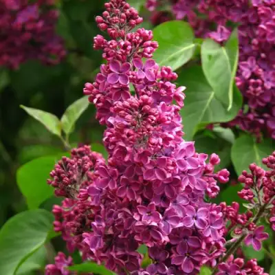 Сирень ЗНАМЯ ЛЕНИНА в Мозыре