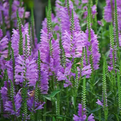 Физостегия РОЗЕЯ виргинская в Мозыре