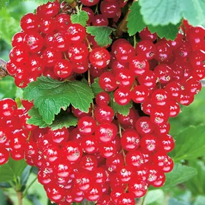 Смородина красная РУДНЕУС в Мозыре