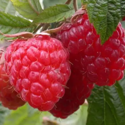 Малина ПИНГВИН в Мозыре