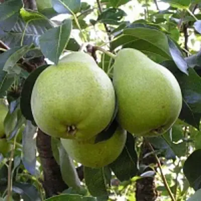 саженцы груши Маслянистая Летняя
