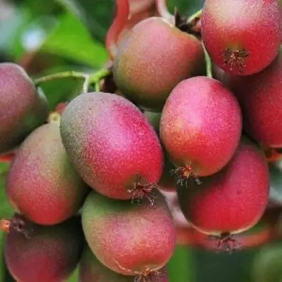 Актинидия ВЕЙКИ аргута в Мозыре