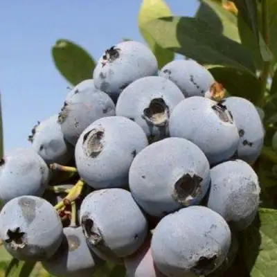 Голубика ЦУКЕР ТРАУБЕ в Мозыре