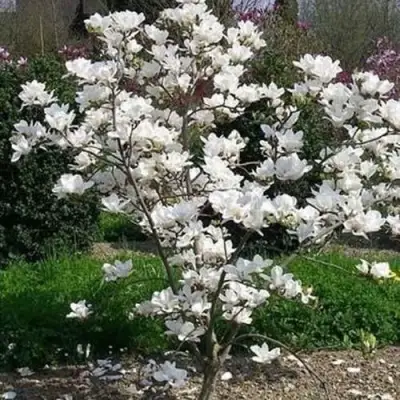 Магнолия АЛЬБА СУПЕРБА в Мозыре