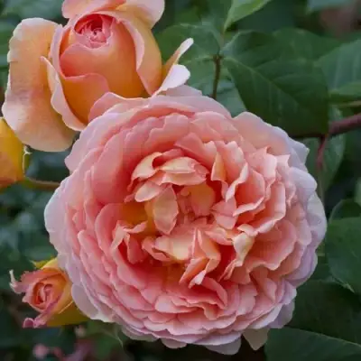 Роза АБРАХАМ ДЕРБИ английская в Мозыре