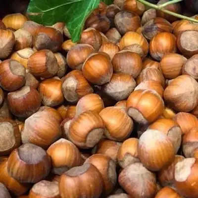 Фундук ТОНДА ДЖИФФОНИ в Мозыре