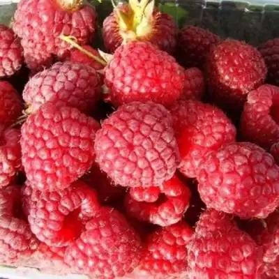 Малина ПОЛЕСЬЕ в Мозыре