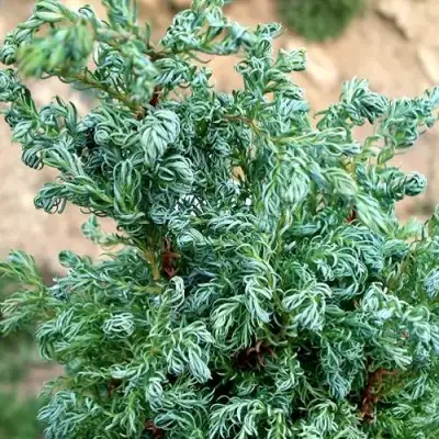 Кипарисовик БЕБИ БЛЮ горохоплодный в Мозыре