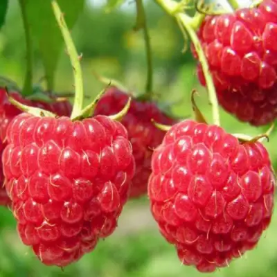 Малина ПИНГВИН в Мозыре