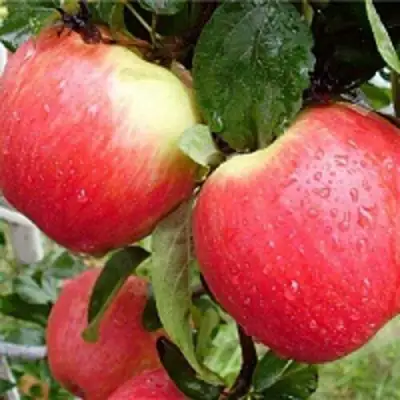 Яблоня ЖЕНЕВА (ЖЕНЕВА ЭРЛИ) в Мозыре