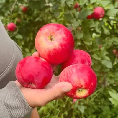 Яблоня АКСЕНА в Мозыре