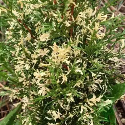 Туя БРАБАНТ ВАРИЕГАТТА западная в Мозыре