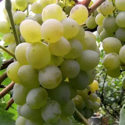 Виноград ТАЛИСМАН в Мозыре