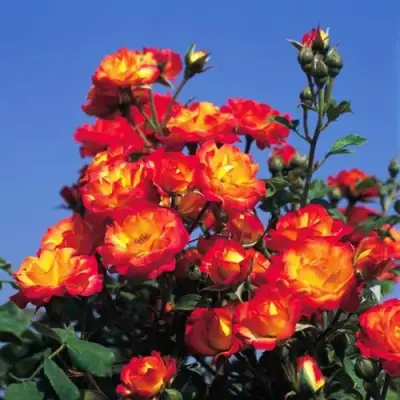 Роза ТАЙФУН спрей в Мозыре