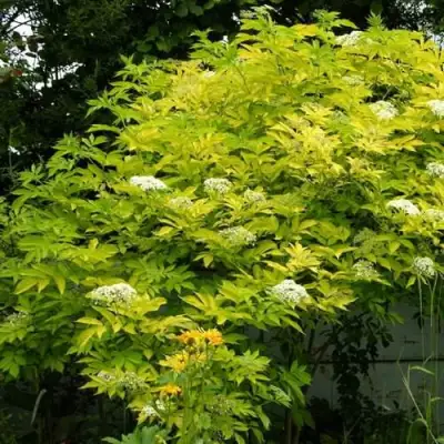 Бузина черная АУРЕА в Мозыре