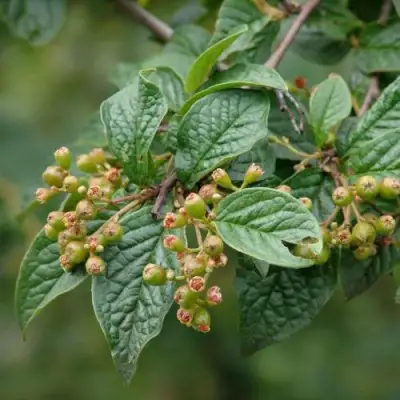 Кизильник пузырчатый в Мозыре