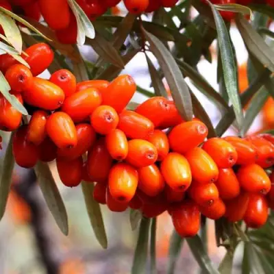 Облепиха ДЖЕМОВАЯ в Мозыре