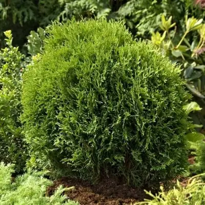 Туя ТИНИ ТИМ западная в Мозыре