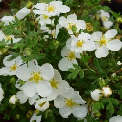 Лапчатка АББОТСВУД кустарниковая в Мозыре