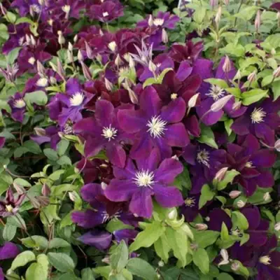 Клематис ГЕРОИ ВАРШАВЫ в Мозыре