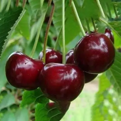 Вишня ЖАДАНА в Мозыре