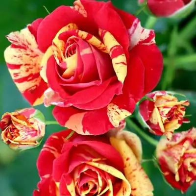 Роза ФАЙЕР ФЛЕШ спрей в Мозыре