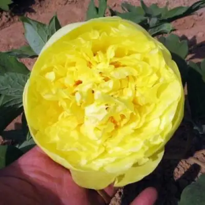 Пион ЗОЛОТО ПОДНЕБЕСНОЙ древовидный в Мозыре