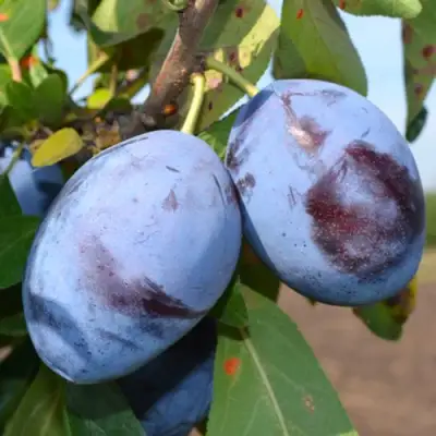 Слива ЧАЧАКСКАЯ ЛЕПОТИКА в Мозыре