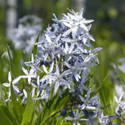 Амсония ТАБЕРНЕМОНТАНА в Мозыре