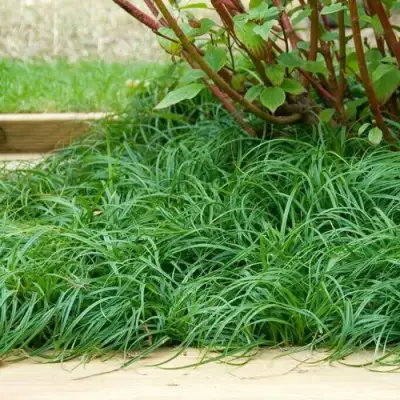 Осока БИТЛЗ в Мозыре